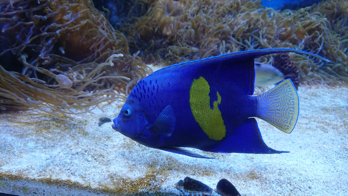 水族館、動物園など生き物関係の仕事を教えます 業界の経験、情報を元に進路をサポート！ イメージ1