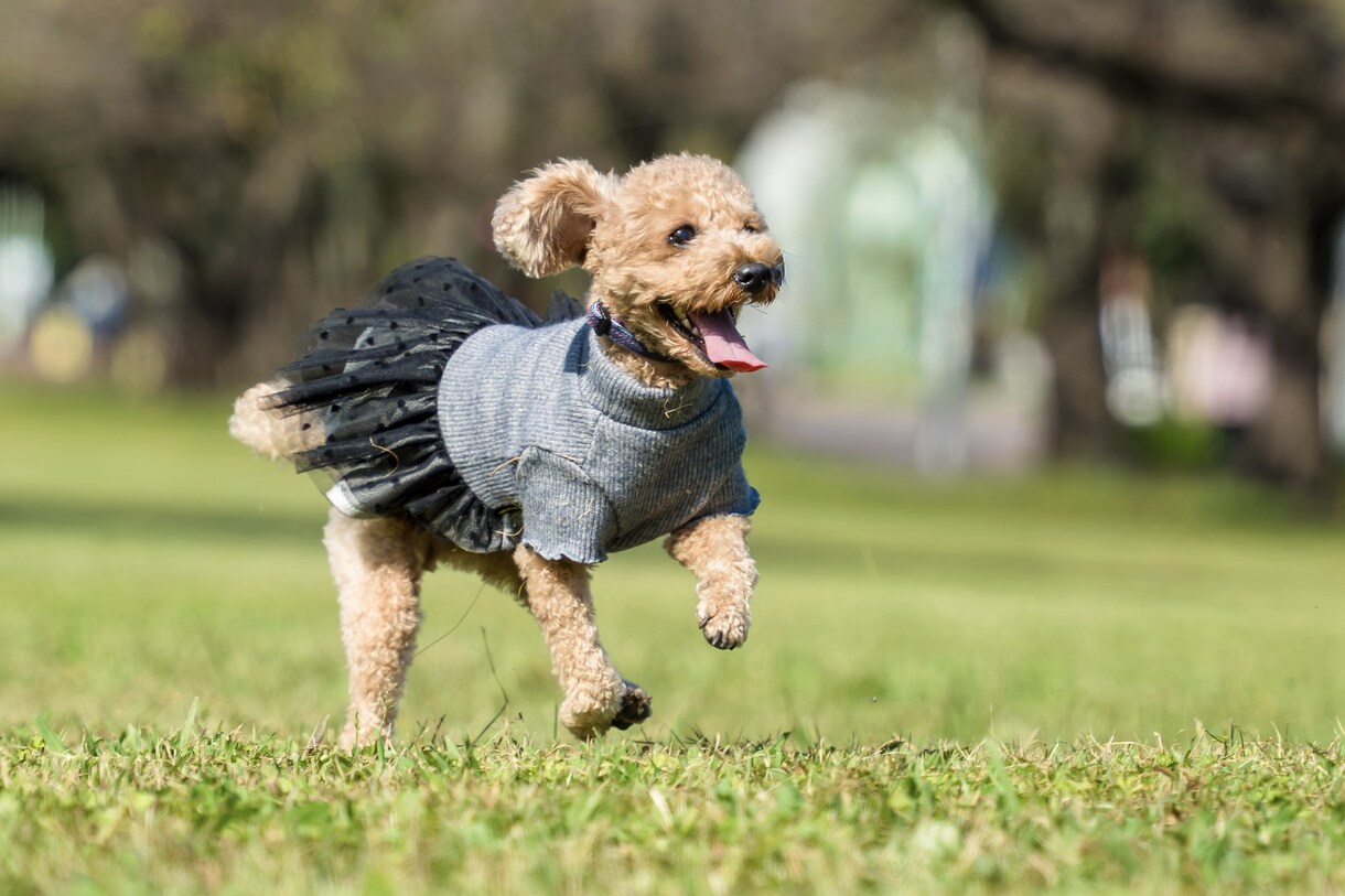 犬、猫、ペットの可愛い表情を撮影します ペットとの大切な日常の思い出を写真に残しませんか？ イメージ6