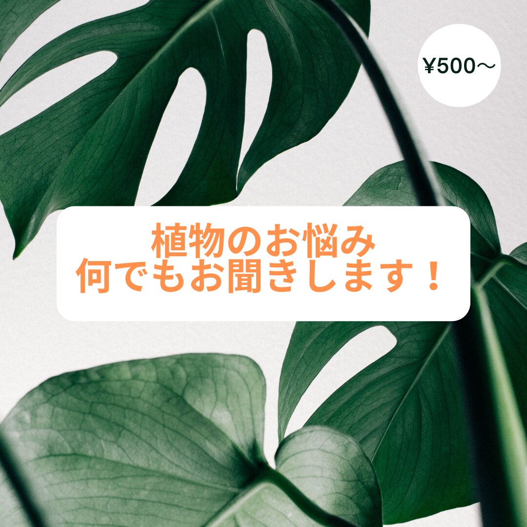 植物の梱包と育成環境見本 観葉植物