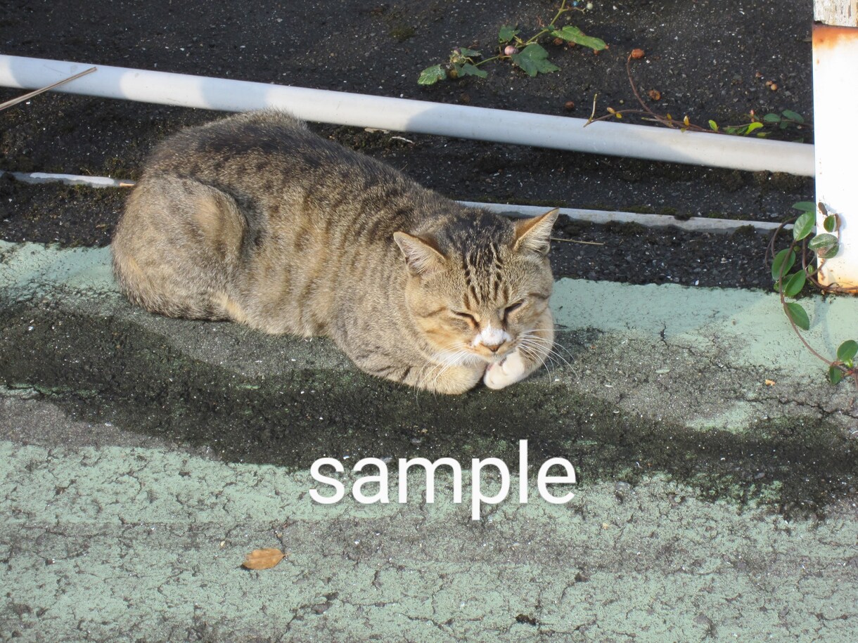かわいい猫の画像データ提供します のら猫可愛いくて癒されますね。 イメージ2