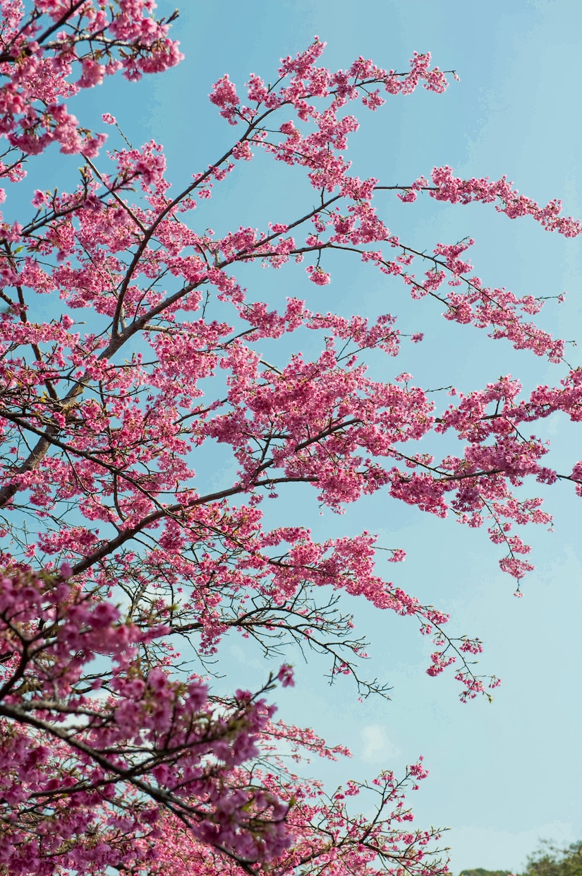 桜の写真を提供いたします 沖縄に咲く桜（ソメイヨシノ）と空のコラボレーション イメージ4
