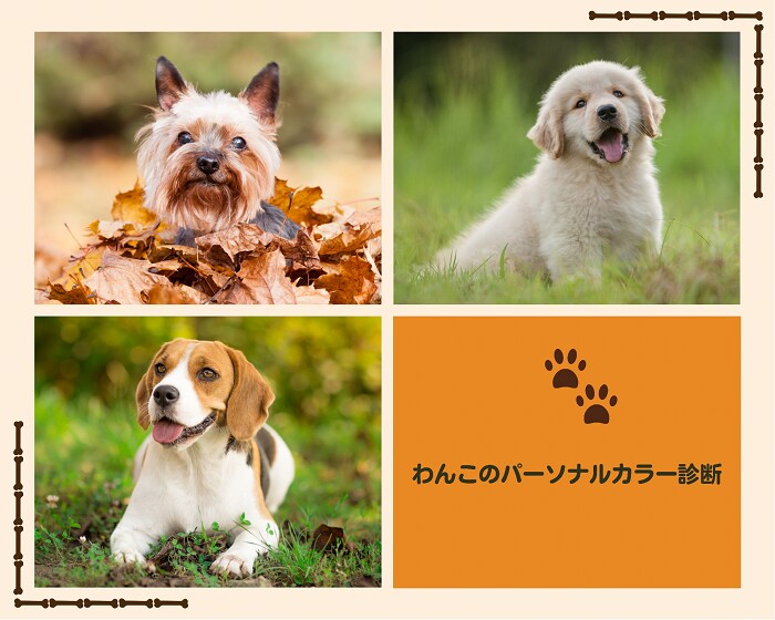 リボン・カルテ付★愛犬のパーソナルカラー診断します 愛犬の似合う色を見つけて可愛くコーディネートしてみませんか イメージ1