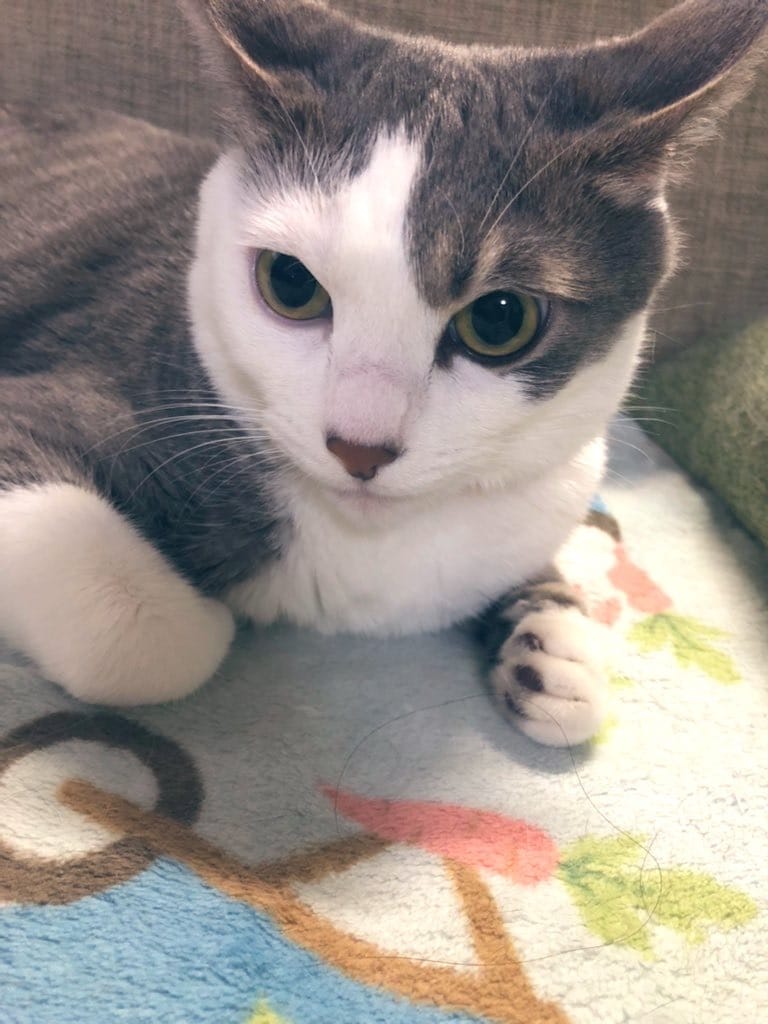 写真から霊視➕様々な占術でコミニュケーションします ♥️亡くなられた方もOKです♪ワン猫✨ココナラ2000件以上 イメージ7