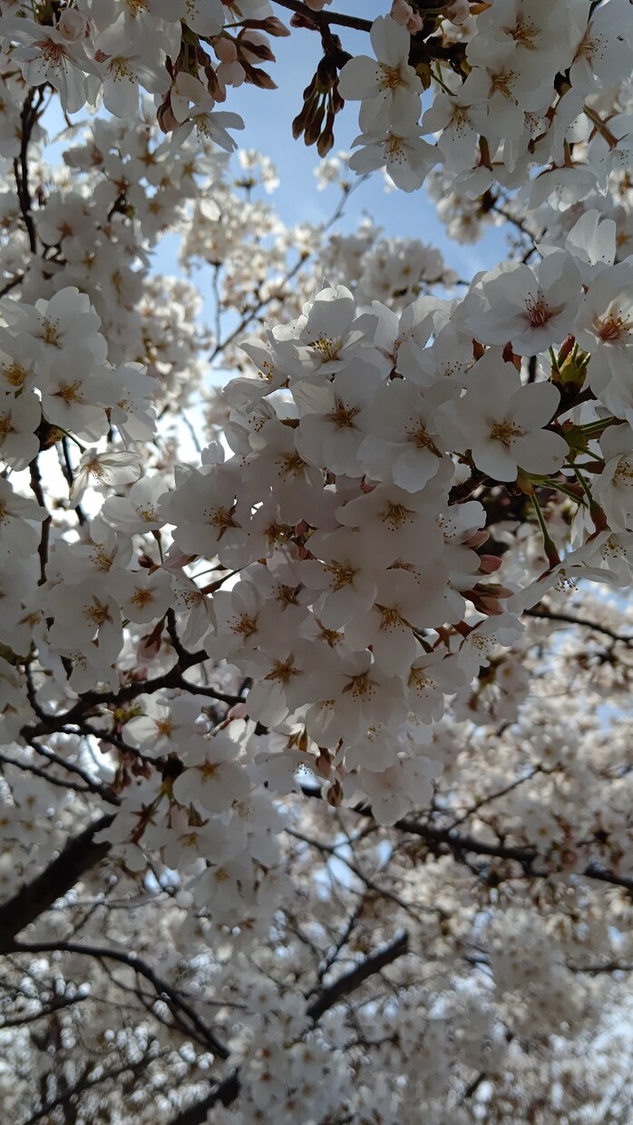 あなたの心のお悩み相談にのります あなたの未来を素晴らしいものに！道を照らします。 イメージ1