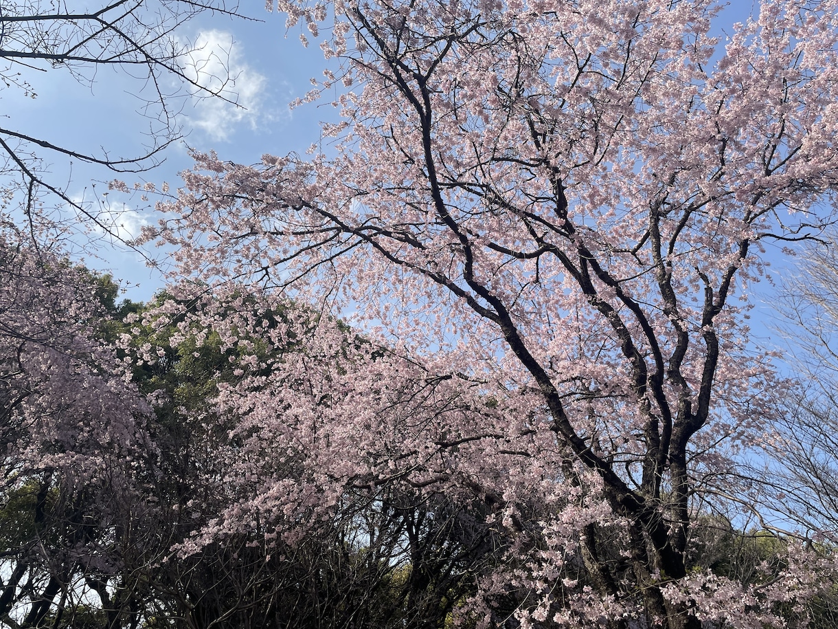 あなたのお悩みをカードで解決します 恋愛、仕事、対人関係等お悩み全般解決！ イメージ1