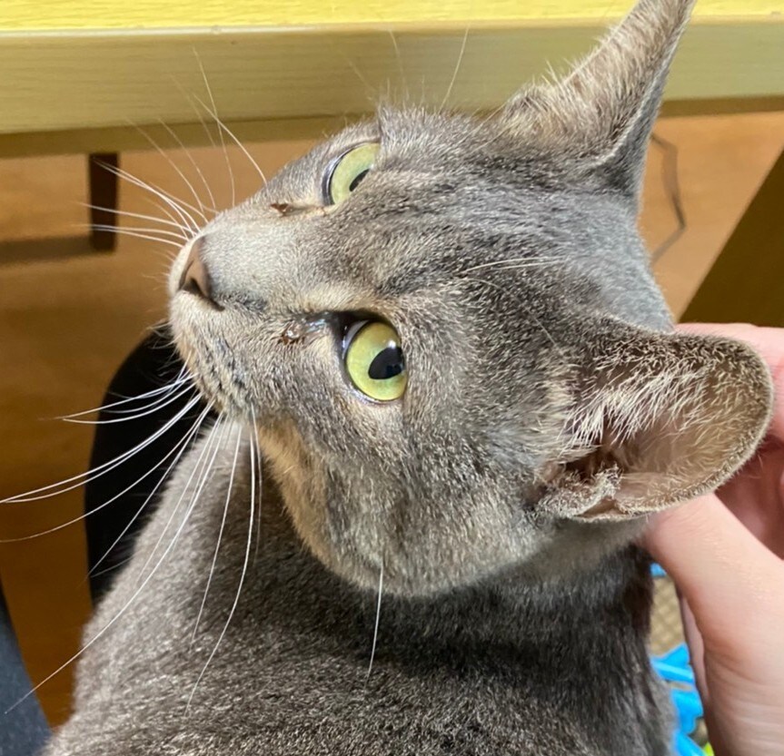ペットの猫ちゃんの気持ちは？貴方にお伝えします 実際懐いてる？先住猫は？新入りをどう思う？タロットで占います イメージ1