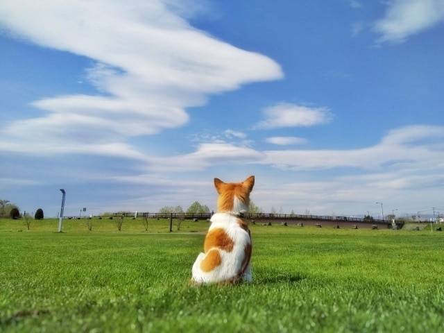 現役獣医師が愛犬と愛猫の病気について解説をします 主治医には聞きづらい飼い主様のちょっとした疑問にお答えします イメージ1