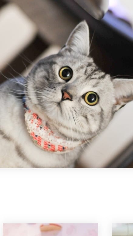九州の猫好きのママがあなたの元気をサポートします 40代ならではの、落ち着いたトーンであなたを包みます!! イメージ4