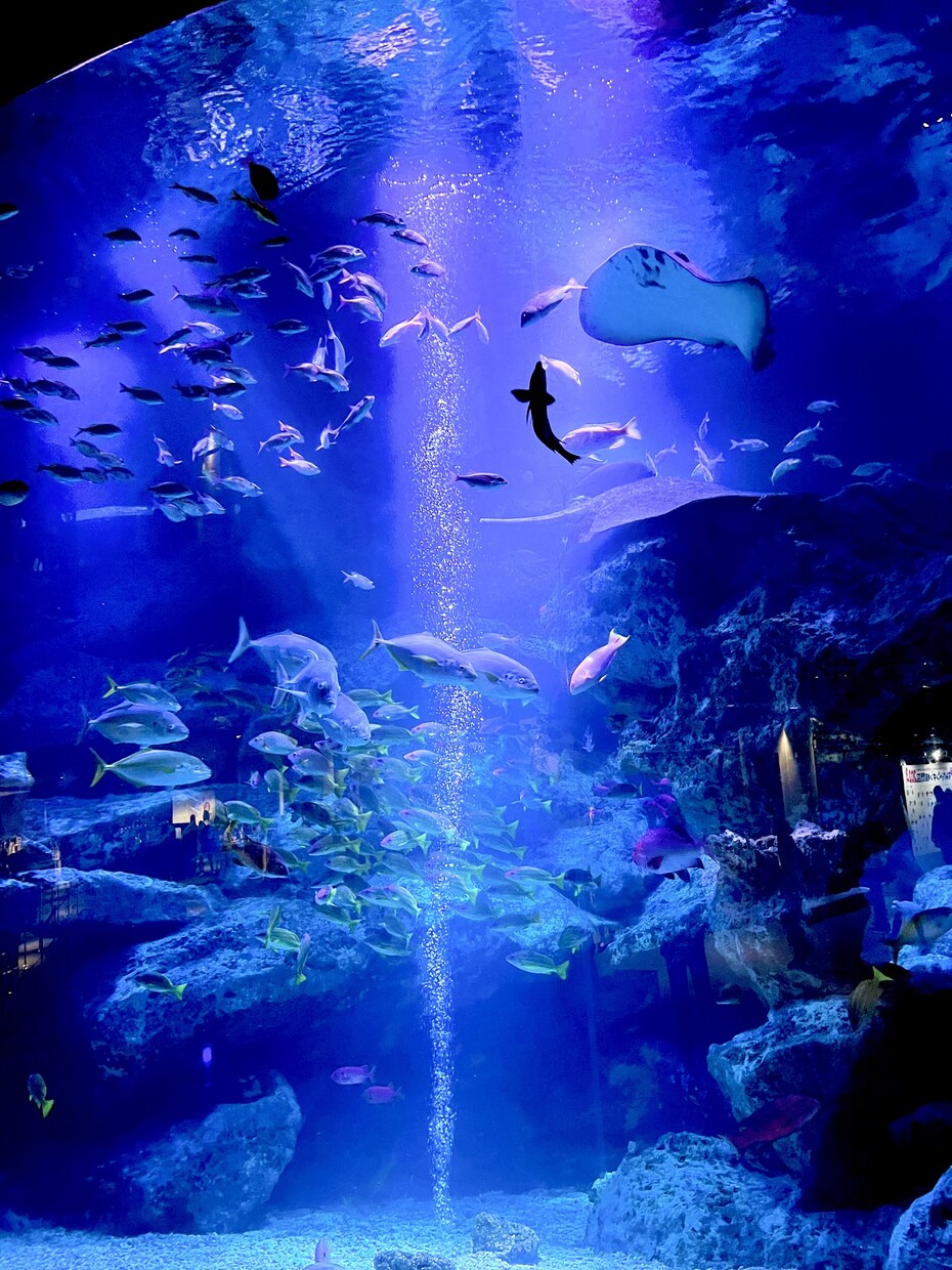 綺麗なお魚の写真を買うことができます 水族館の熱帯魚やクラゲ、金魚などです。 イメージ3