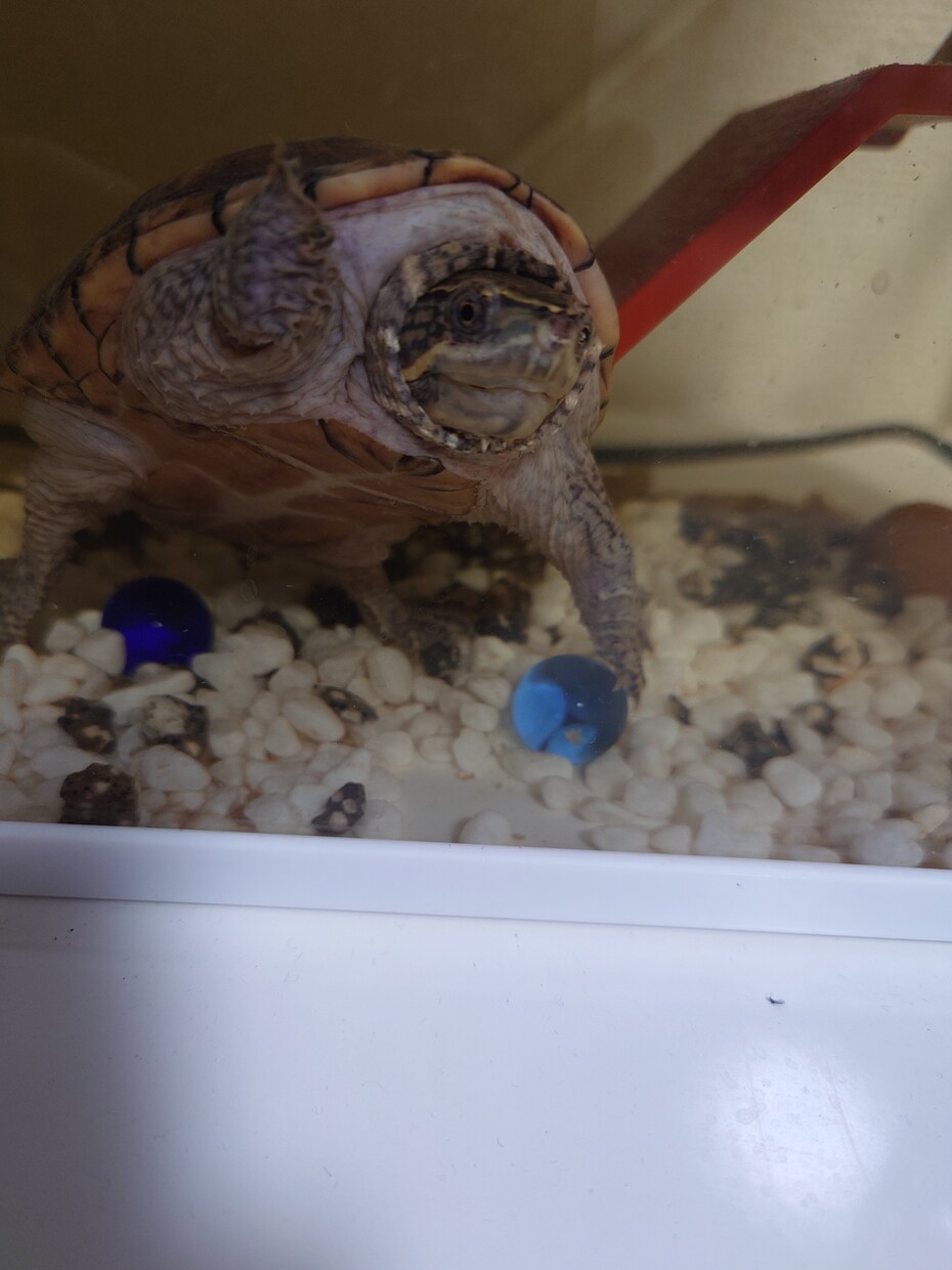 水槽掃除ほとんどしなくて良くなる工作を教えます 淡水魚 亀さん 手間を減らしてみんな元気 イメージ1