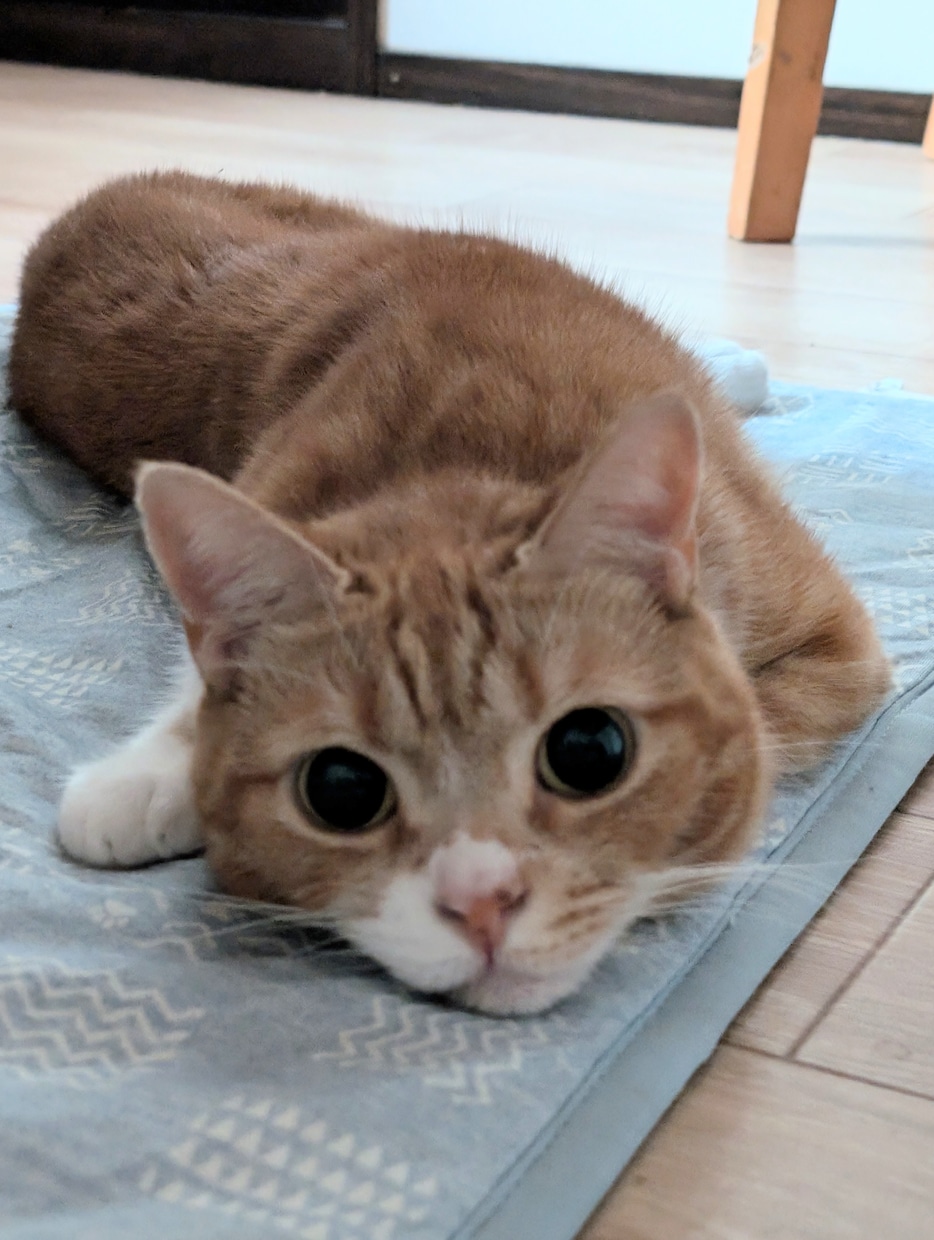 ペットちゃんがお話したい事あなたへの気持ち届けます 愛するペットちゃんたちの気持ち・感情を詠みとりお伝えします イメージ1