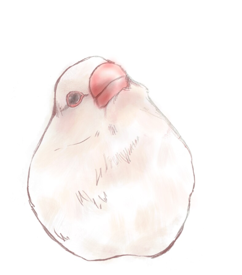 あなたのペットの（鳥限定）アイコンを作成いたします アイコンとヘッダーにいかがでしょうか イメージ4