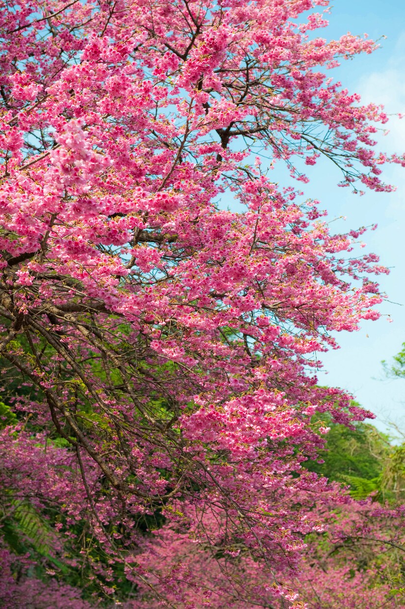 桜の写真を提供いたします 沖縄に咲く桜（ソメイヨシノ）と空のコラボレーション イメージ9