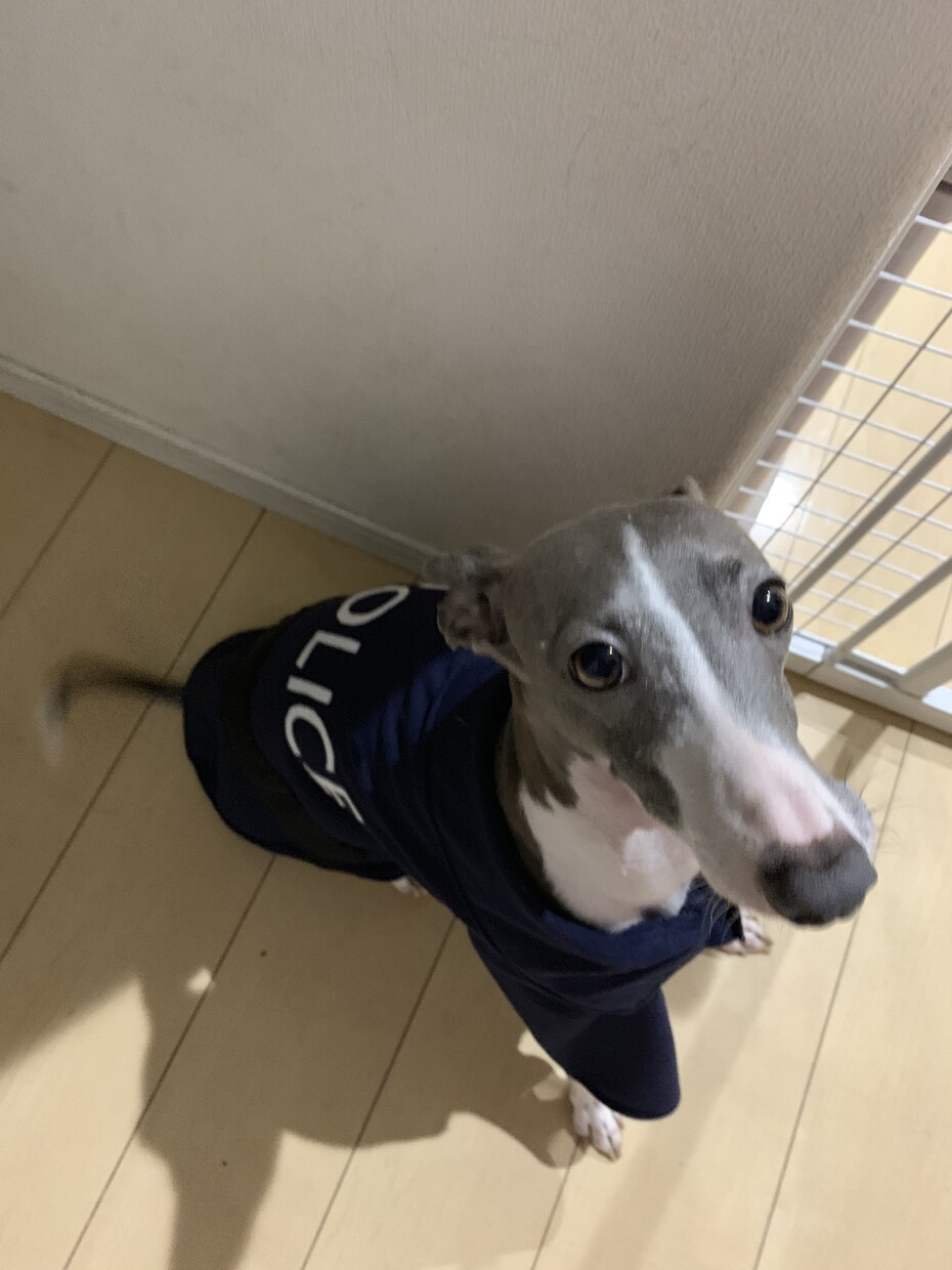 多頭飼い等犬の飼育悩み相談にのります ペット介護士資格あり。犬4匹飼ってます。 イメージ4