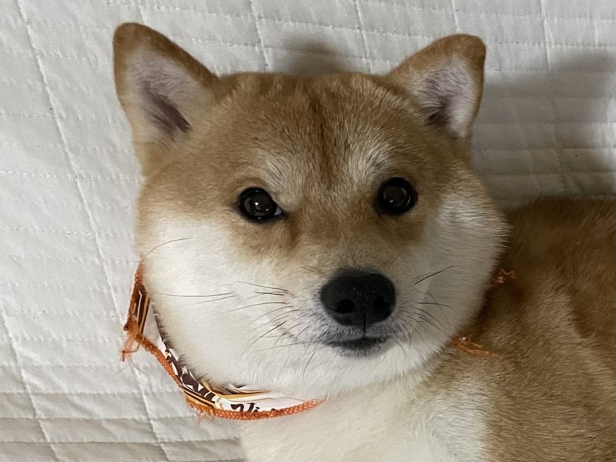 お写真等を元にドット絵を書きます 早い、かわいい、安い！が売りです！(^^) イメージ2