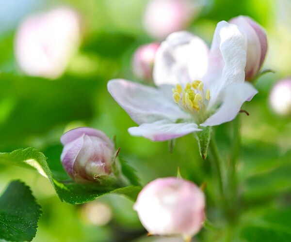 今の感情を癒すフラワーレメディを選びます 自然の中で育った植物のエネルギーで心を癒してみませんか？ イメージ6