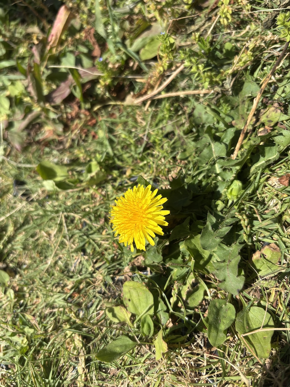 あなたのさみしいを聞きます なんでもおしゃべりしてみたら。すっきりできるお手伝い イメージ2