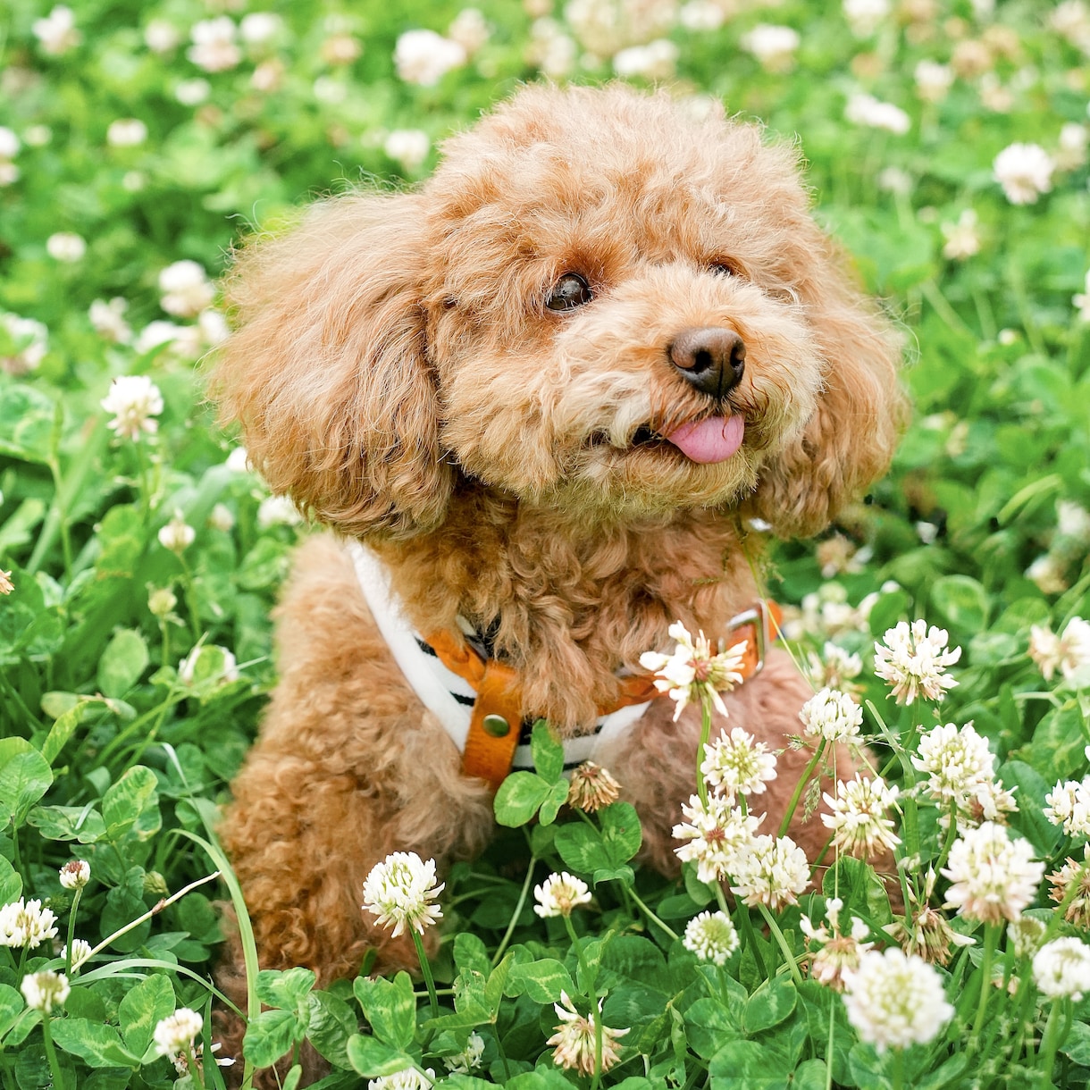 犬、猫、ペットの可愛い表情を撮影します ペットとの大切な日常の思い出を写真に残しませんか？ イメージ2
