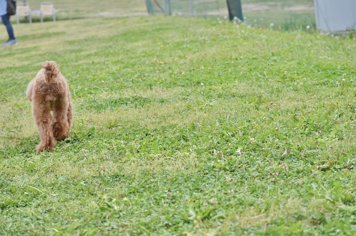 愛犬とのドッグラン等に同行して撮影します 大切なわんちゃんとの思い出を写真に残します！ イメージ4