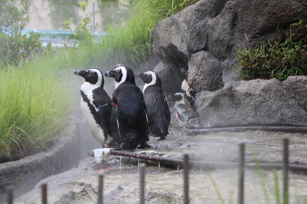 都内近郊動物園、水族館の写真代行をします 他よりもできるだけ安くご提供します。 イメージ1