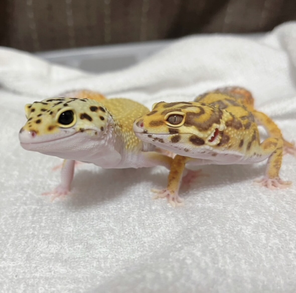 短時間で愚痴、ペット相談等なんでも聞きます 23歳現動物病院勤務。話を聞くのが好きです聞かせてください イメージ2