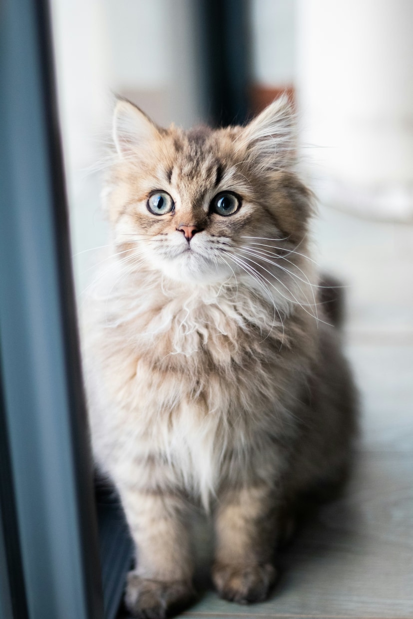 ペットの気持ち、霊体をアニマルヒーリングします ワンちゃん猫ちゃんのエネルギー体、メンタルを遠隔ヒーリング⭐ イメージ8
