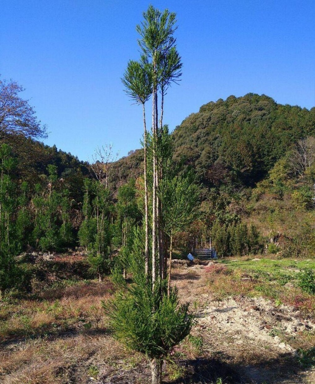 家庭菜園、畑、植木のご相談承ります 野菜、植木農家の経験を活かしサポートします。 イメージ6