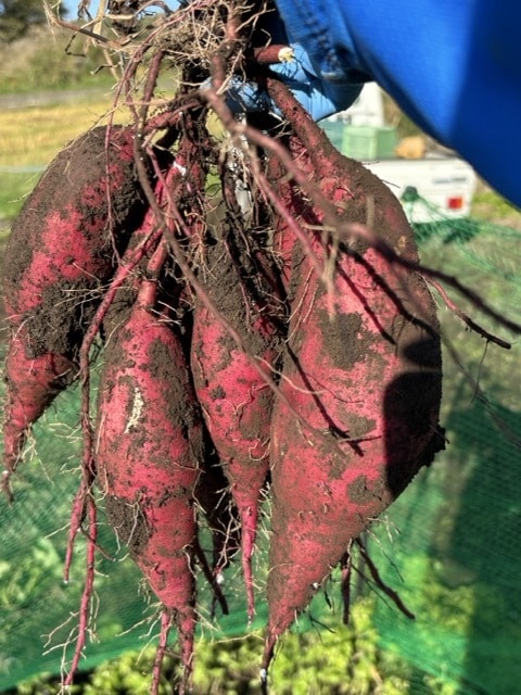 小さな菜園・畑の野菜栽培のお悩み相談をお受けします 1500坪のひだまりファームの経験から野菜作りをサポート イメージ2