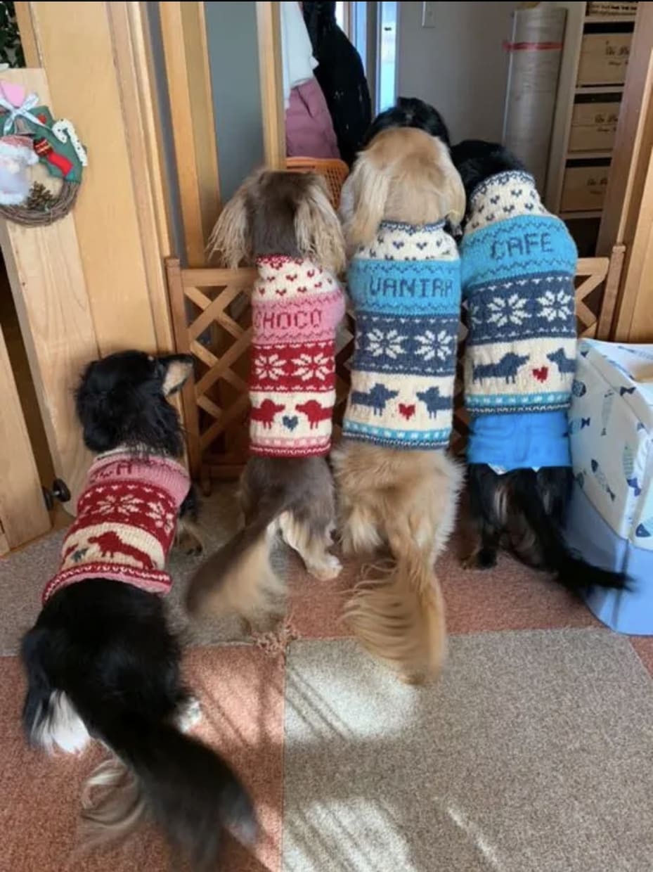 💬ココナラ｜犬のセーターの編み図作ります   猫野とまと  
                5.0
               (7) 3,000
…