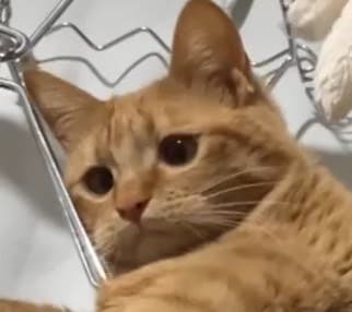 うちの子がいちばん！愛猫の自慢話聞きます 愛猫とのエピソード、特技、猫愛なんでもお話しください♪ イメージ8