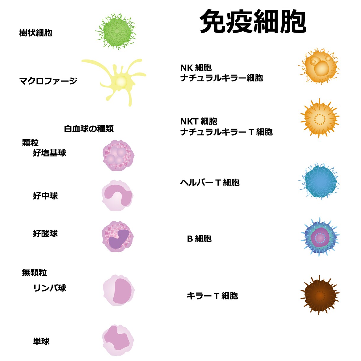 新型コロナウイルスに負けない心身を作ります 免疫力を上げる秘密がここに有ります。簡単で効果が高いですよ。 イメージ3