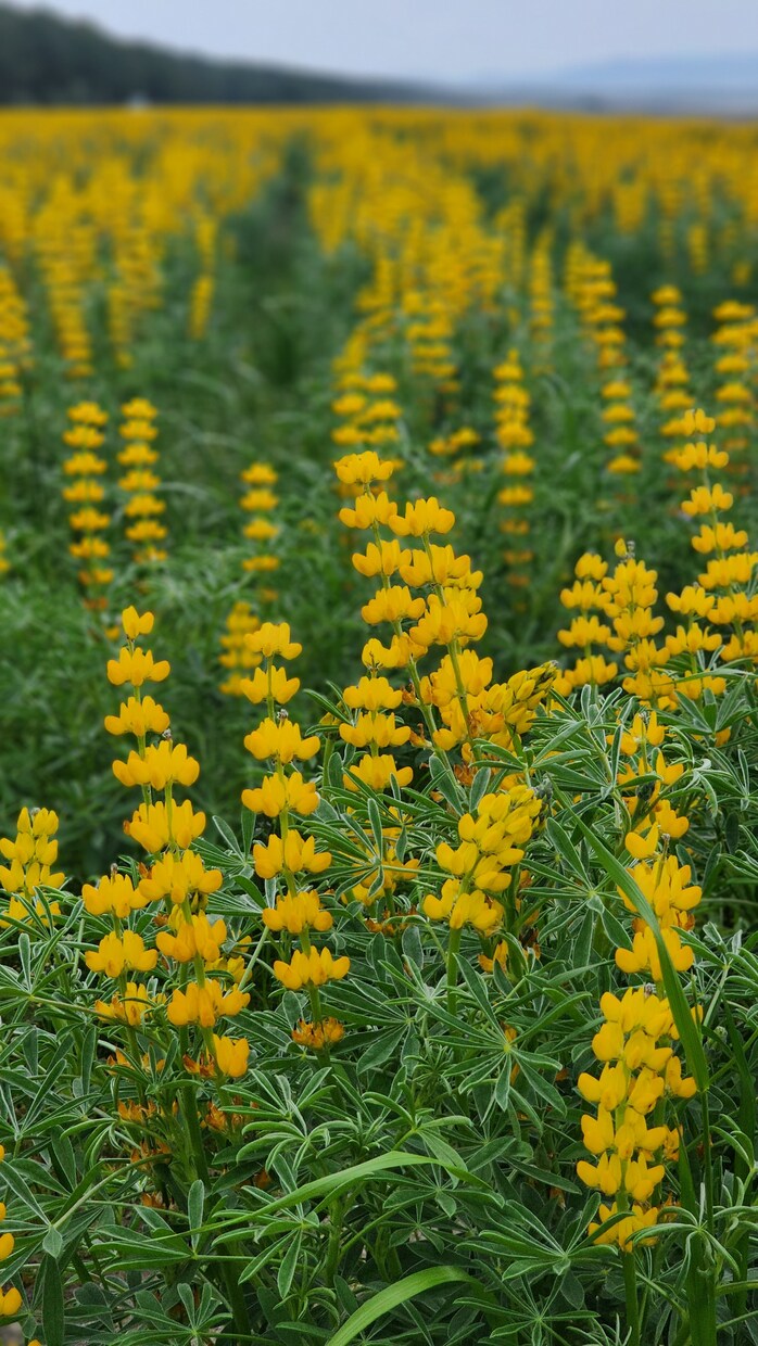 お花などを中心的に撮ってます 道端の花も野花であれば雑草でもある イメージ7