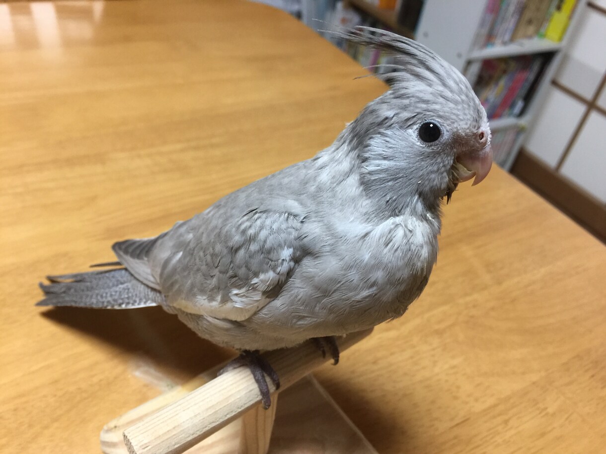 オカメインコのペアから生まれるヒナの種類を教えます オカメインコのペアから生まれるヒナの種類を教えます イメージ1