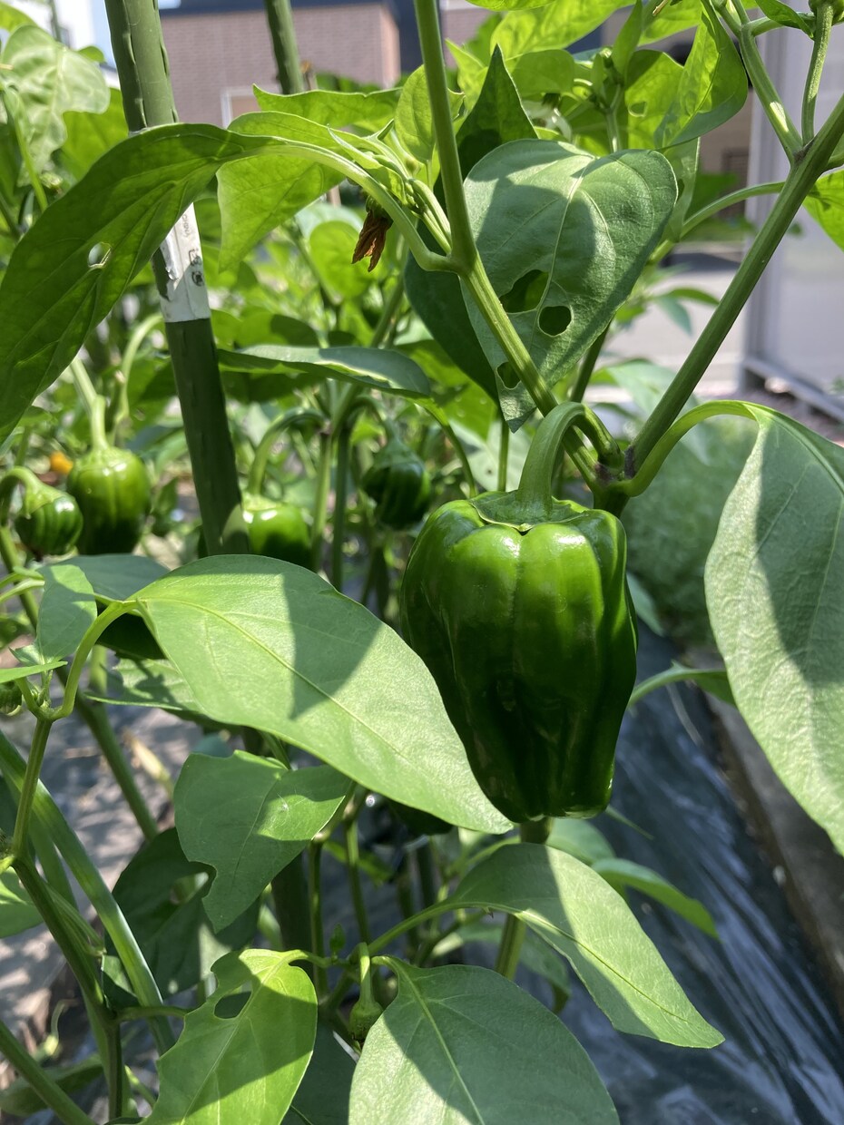 家庭菜園初心者さん向けアドバイスをします 小さな庭でも一緒に野菜づくり楽しみましょう！ イメージ2