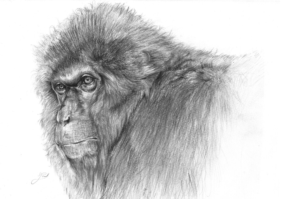 お絵描きします 鉛筆を使ってデッサンという名の絵を描きます イメージ6