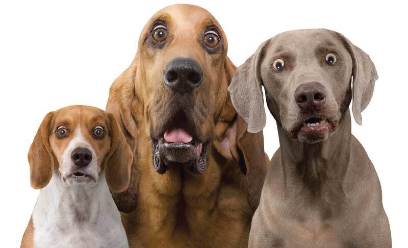 愛犬の相談・しつけ方承ります ☆独学で全て学んでいます！あなたのお力になれば幸いです♪ イメージ1
