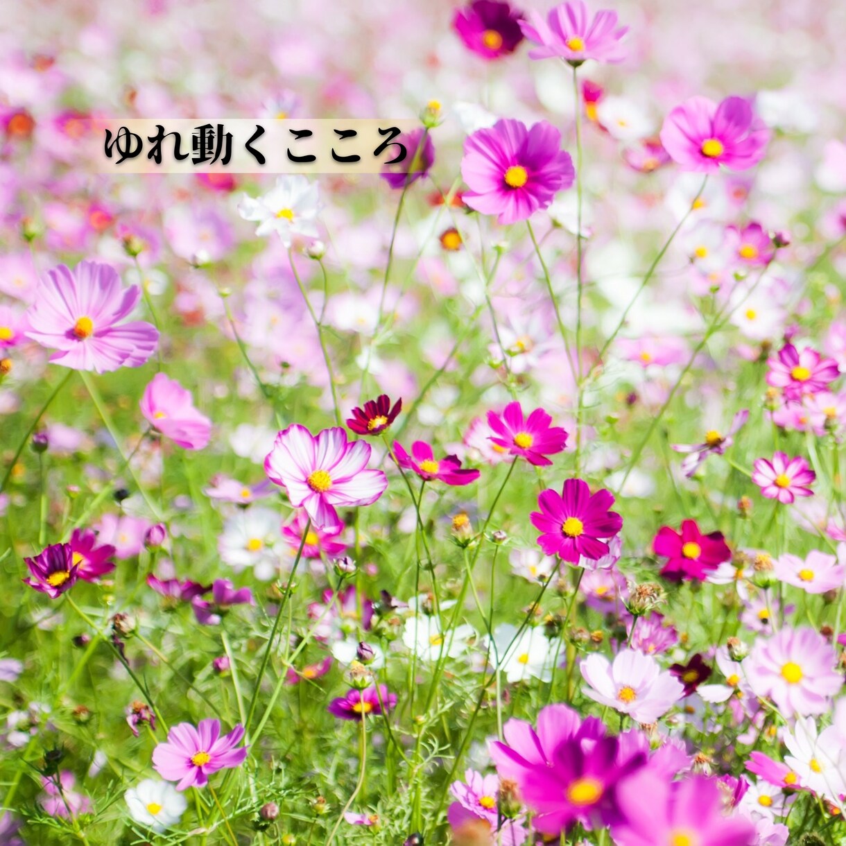 妊活チャネリング、未来へのメッセージをお伝えします 揺れ動き続けてきた心を癒し、ありのままのあなたと繋がります イメージ5