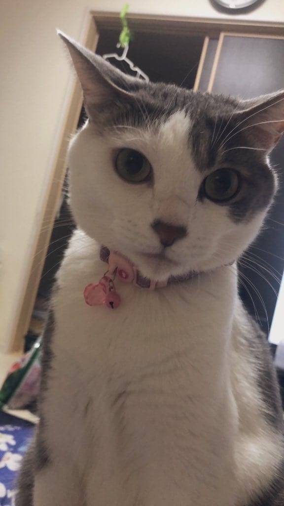 写真から霊視➕様々な占術でコミニュケーションします ♥️亡くなられた方もOKです♪ワン猫✨ココナラ2000件以上 イメージ1