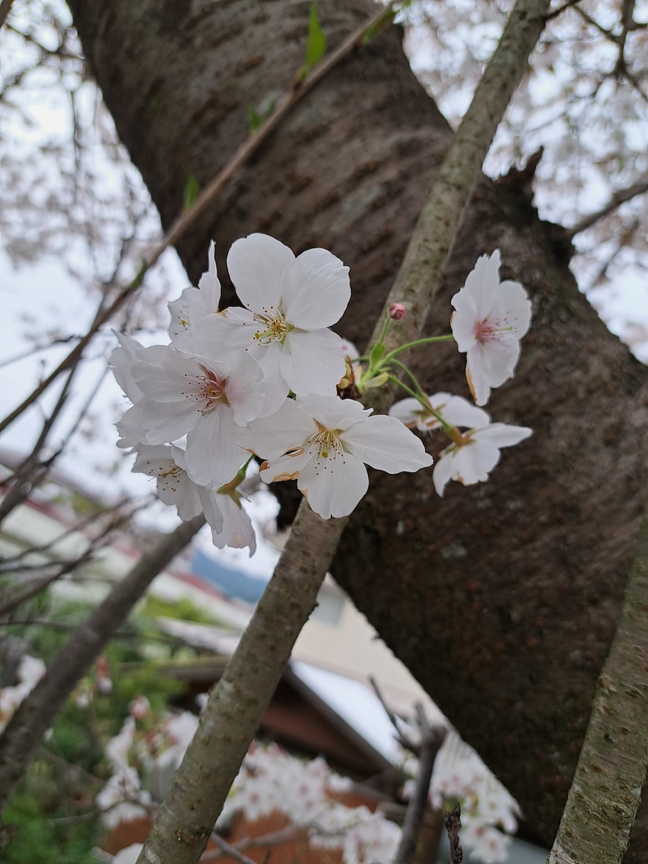 今 話したい！  お待ちしております ちょっと聞いてほしい・話せばスッキリしそう　お聞かせください イメージ8