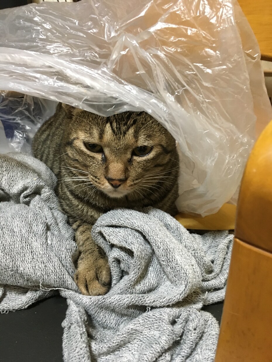 猫の気持ち飼い方かわからないひとおすすめしてます 猫の飼い方か猫の気持ちおしえます イメージ2