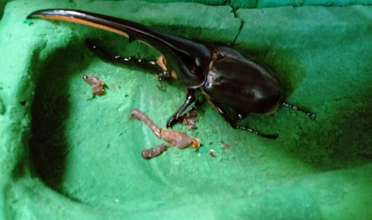 ヘラクレスオオカブトの羽化のさせ方教えます ヘラクレスオオカブトの羽化のさせ方全般を教えます イメージ1