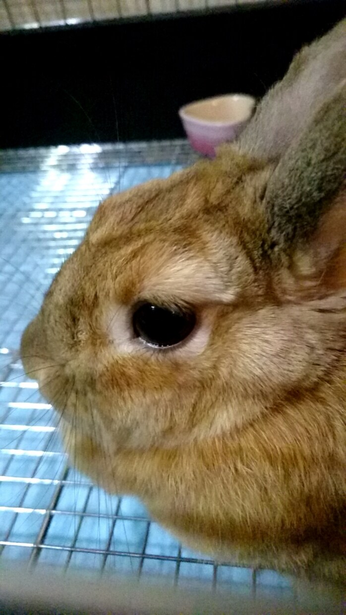 うさぎの体験談を聞きます 〜あなたの飼っているうさぎちゃんのエピソードを教えて下さい〜 イメージ3