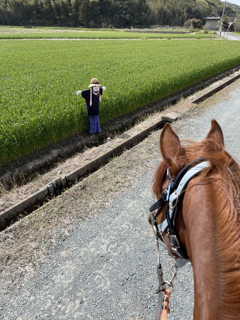 乗馬のお悩み解決致します 的確なアドバイスと驚きの解決策 イメージ2