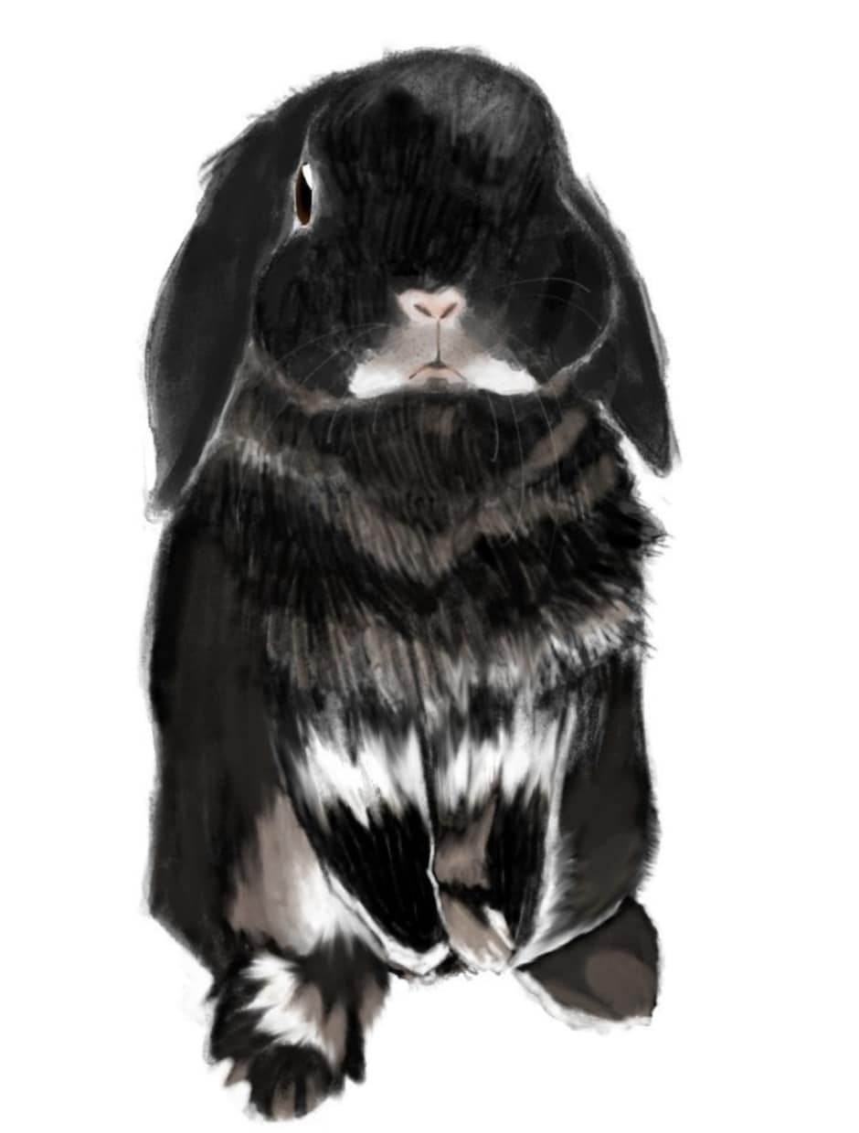 動物のイラストを描きます 愛嬌を誇張した、リアル寄りのペットイラストが得意です。 イメージ1