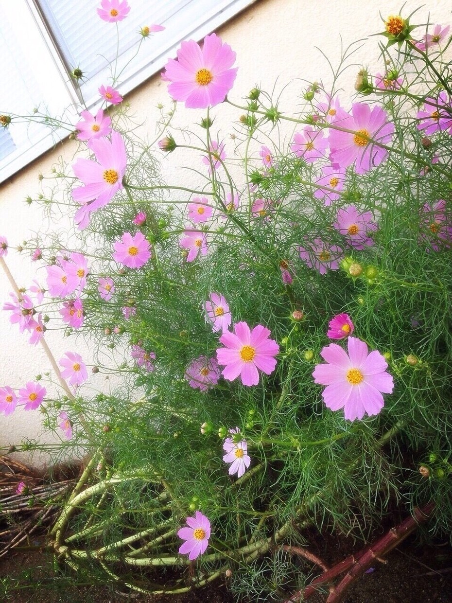 あなたのお望みの被写体を撮影します あなたの欲しい写真を撮影します！ イメージ1