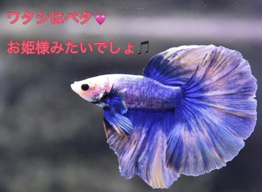 アクアリウムの始め方、1から楽しくお伝えします アクアリウム？お魚？水草？やってみたいけど、困ってる方へ♪ イメージ5