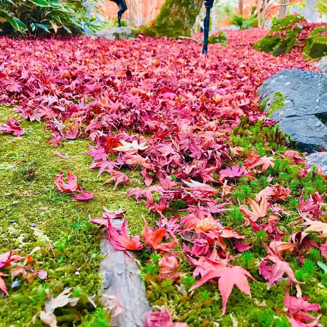 女性限定❤️暇つぶし、愚痴、恋愛、なんでも聞きます 32歳、関西弁でゆるゆるお話します！ イメージ1
