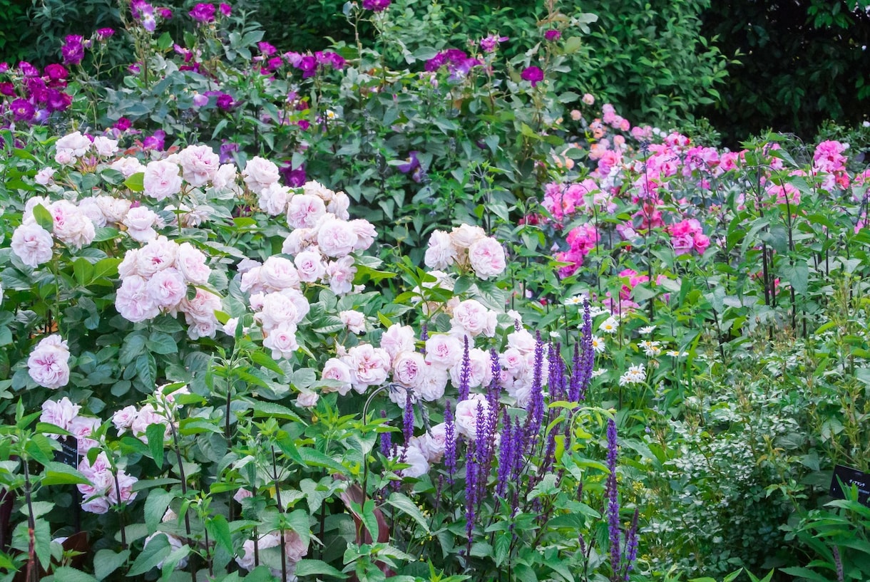 カウンセリングなしでお花からのメッセージを伝えます 今のあなたに必要なお花のメッセージ　癒しや気づきを得るヒント イメージ2