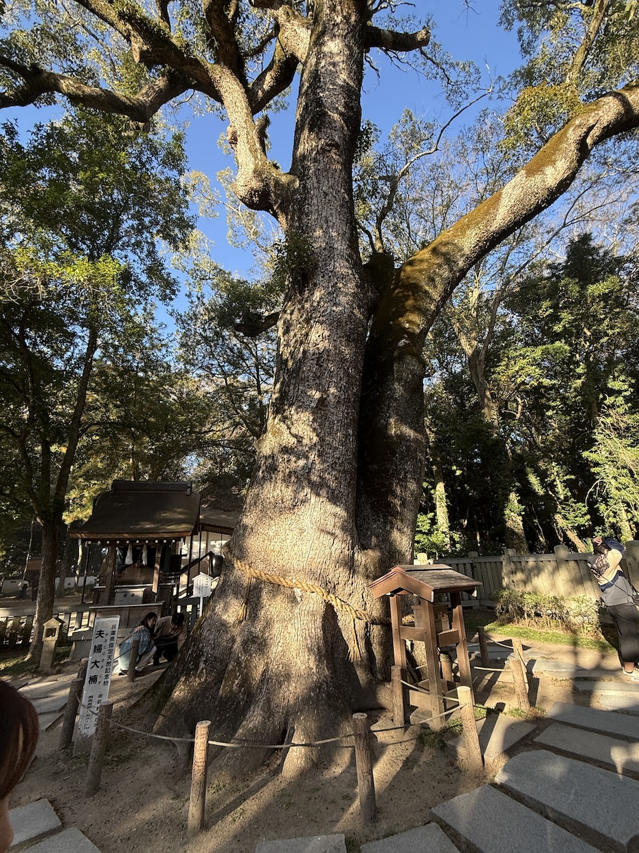 子宝鑑定｜妊活・不妊の悩みから解放｜安産祈願します 妊活や不妊治療でお悩みの方｜諦めたくない子供のご縁を導きます イメージ7