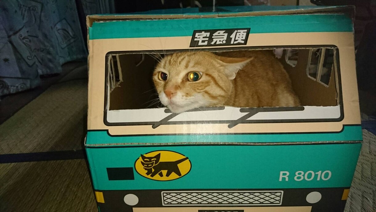 初めて猫を飼う方、相談など乗ります 子猫から育てていたので経験上わかる範囲でお答えします！！ イメージ1